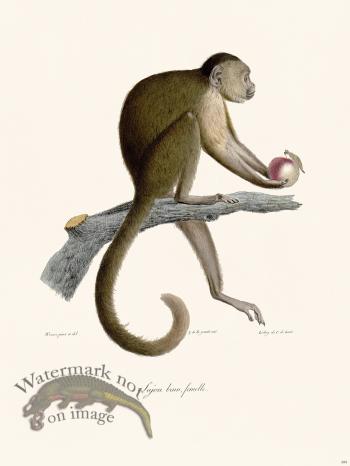 Cuvier 399 Sajou Brown Female